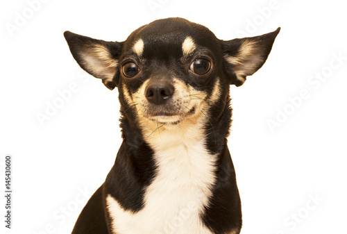 Dog breed Chihuahua © galina87