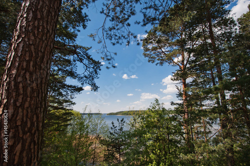 A big lake behind the forest. Behind the pine forest is a lake. A blue cloudy sky. 