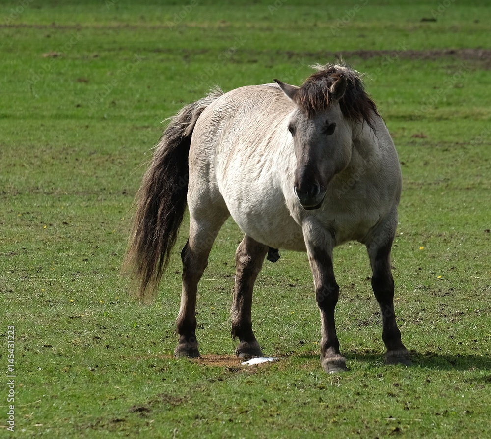 Fototapeta premium wildgehege johannismühle baruth brandenburg