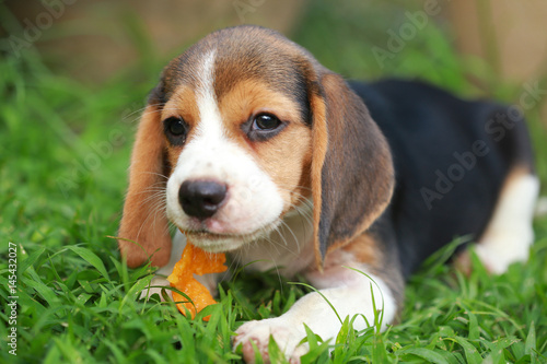 purebred beagle puppy is enjoy eating fruit, 2 months strong male beagle puppy  © Sigma s