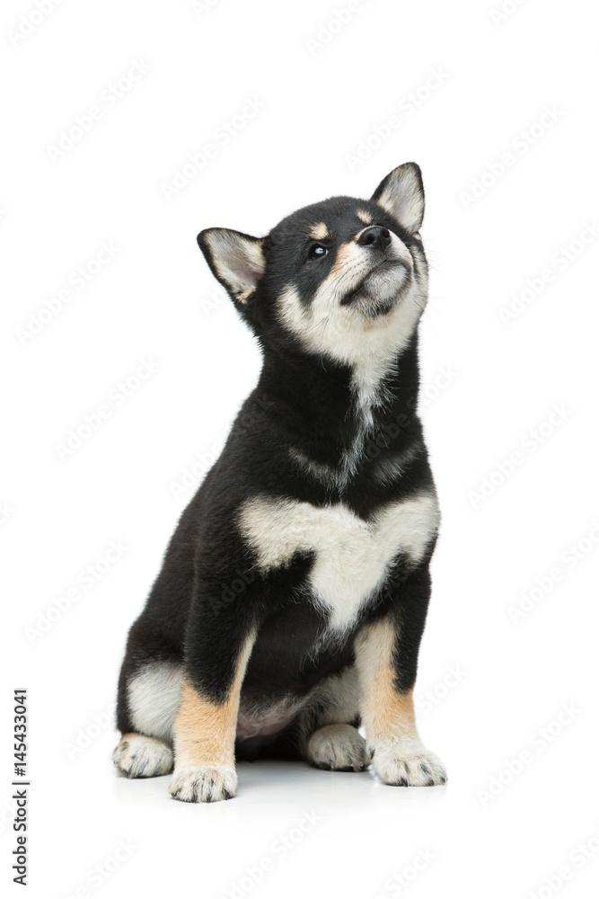 Beautiful shiba inu puppy isolated on white Beautiful shiba inu puppy isolated on white