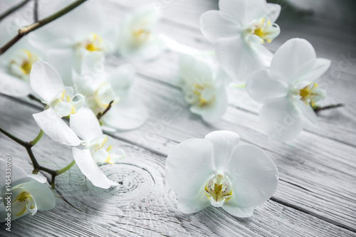 White Orchid on wooden background