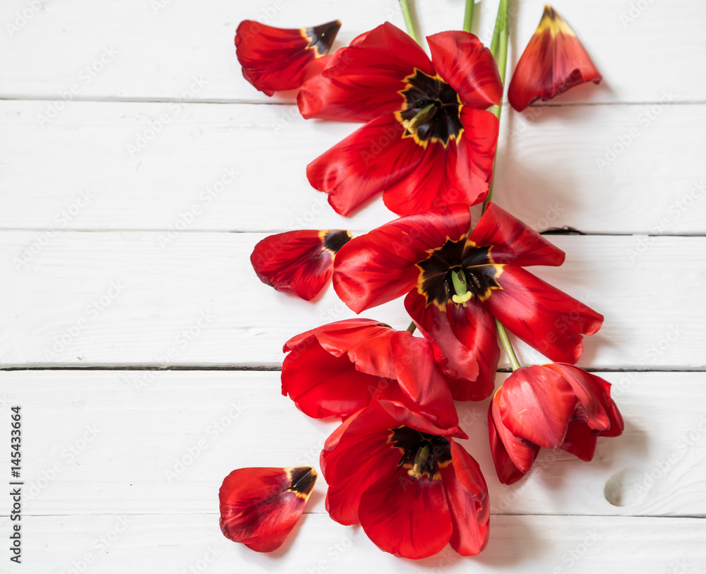 bouquet of red tulips on white wooden background,