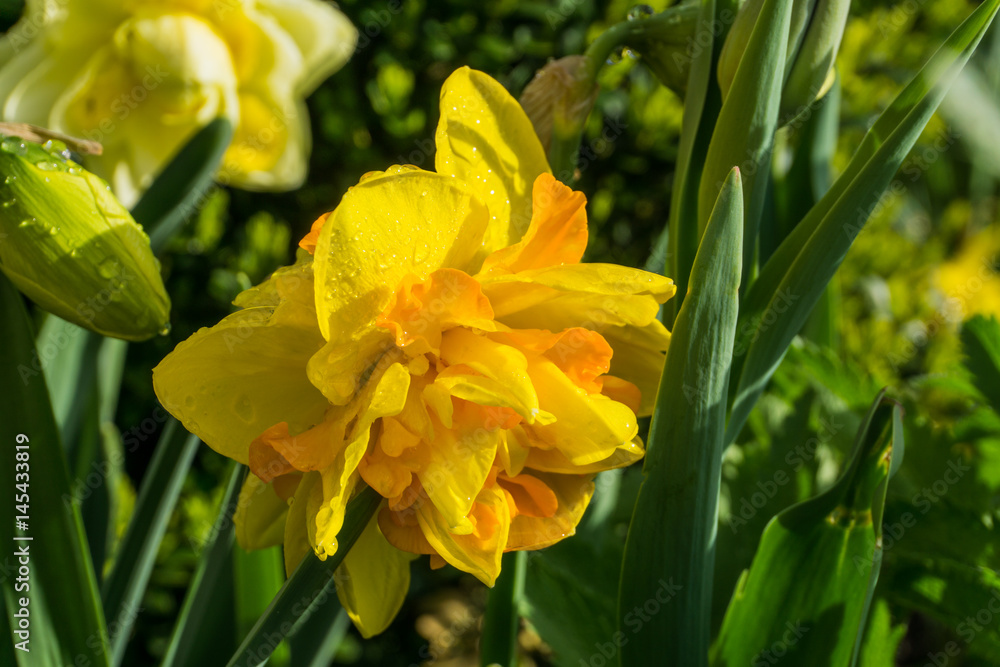Double daffodils with green leaves at sunshine Double daffodils with green leaves at sunshine