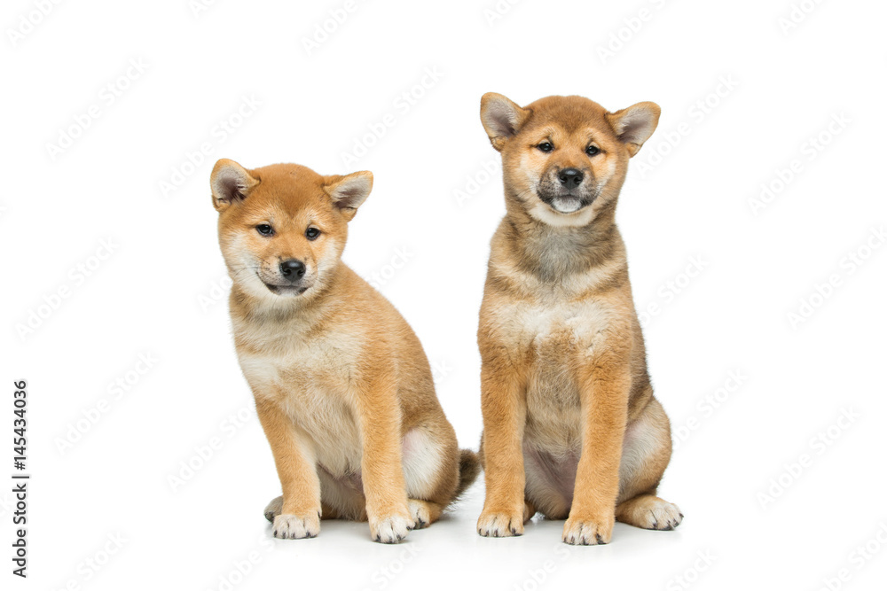 Beautiful shiba inu puppy isolated on white Beautiful shiba inu puppy isolated on white