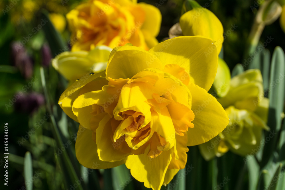 Double daffodils with green leaves at sunshine Double daffodils with green leaves at sunshine