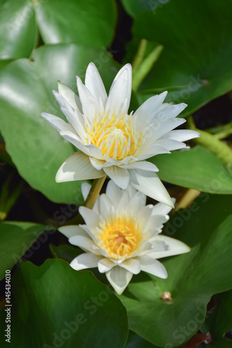 2 blooming lotus flowers with lotus leave in background