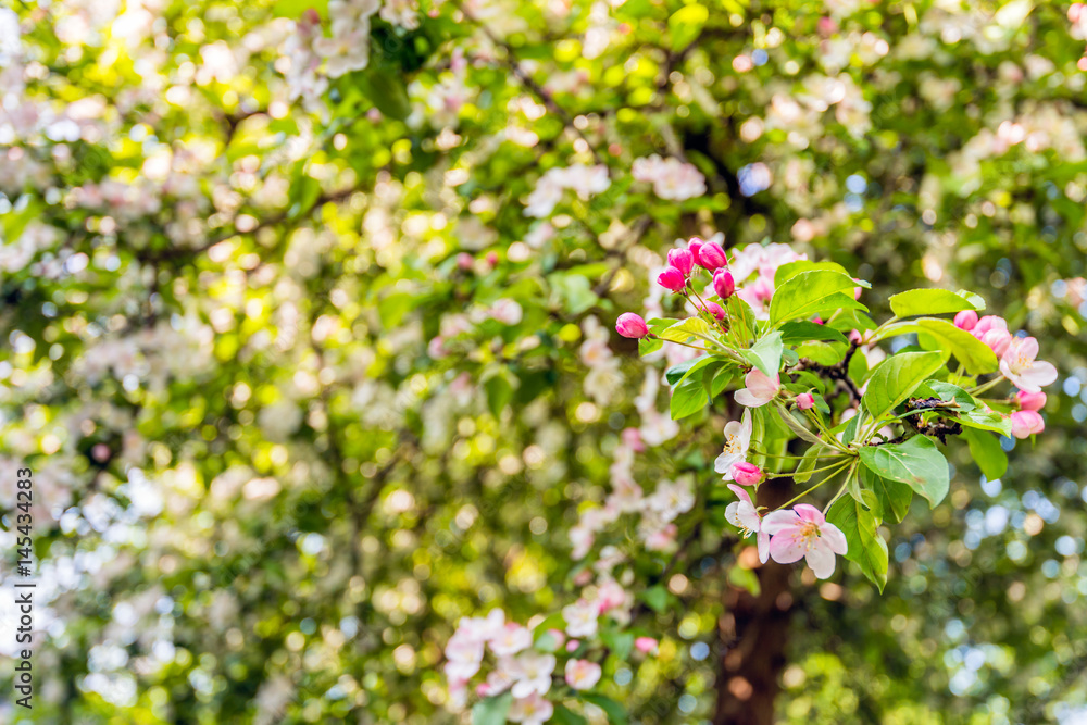 Budding and flowering crabapple blooms from close Budding and flowering crabapple blooms from close