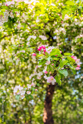 Budding and flowering crabapple blooms from close