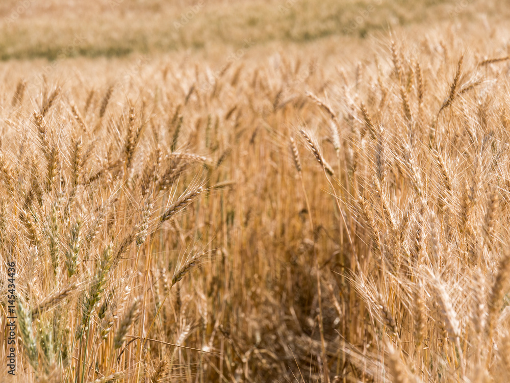 Fototapeta premium golden wheat mature before shavuot hollidays at Bitronot Ruhama Kurkar (Badlands Nature Reserve) in Israel - zoom