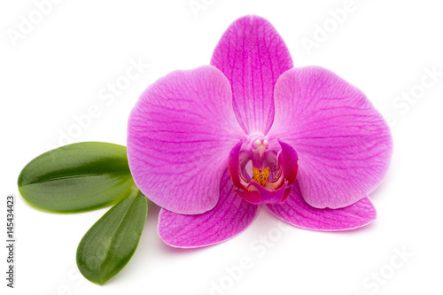 Pink orchid on the white background.