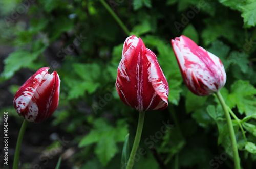 Blossoming varietal tulips in a spring garden. summer garden