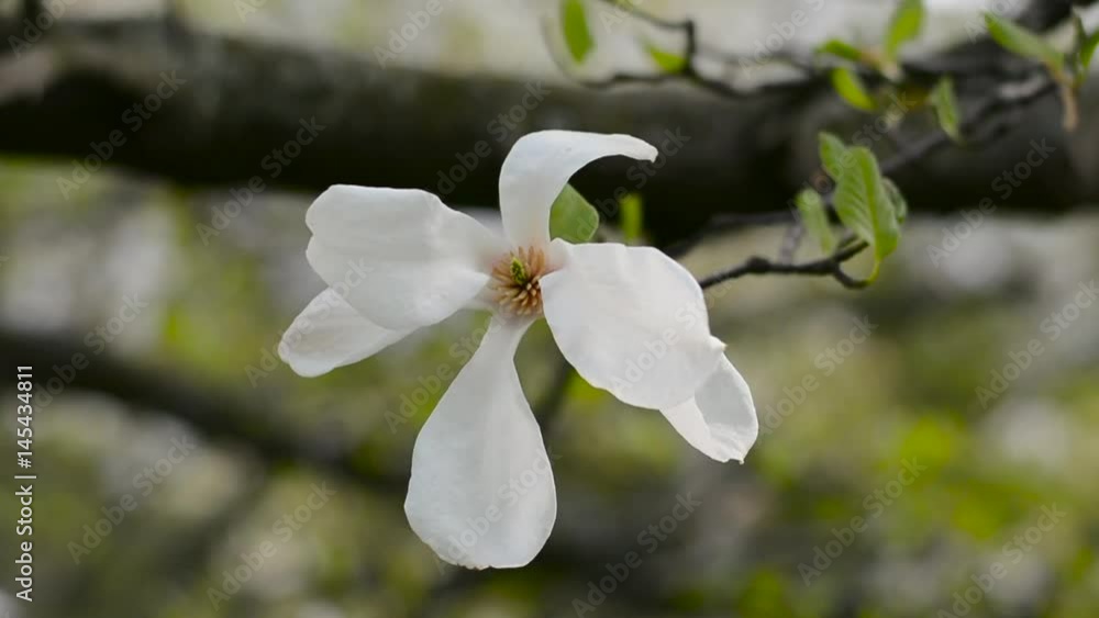 White magnolia flower swings in the spring in the spring White magnolia flower swings in the spring in the spring