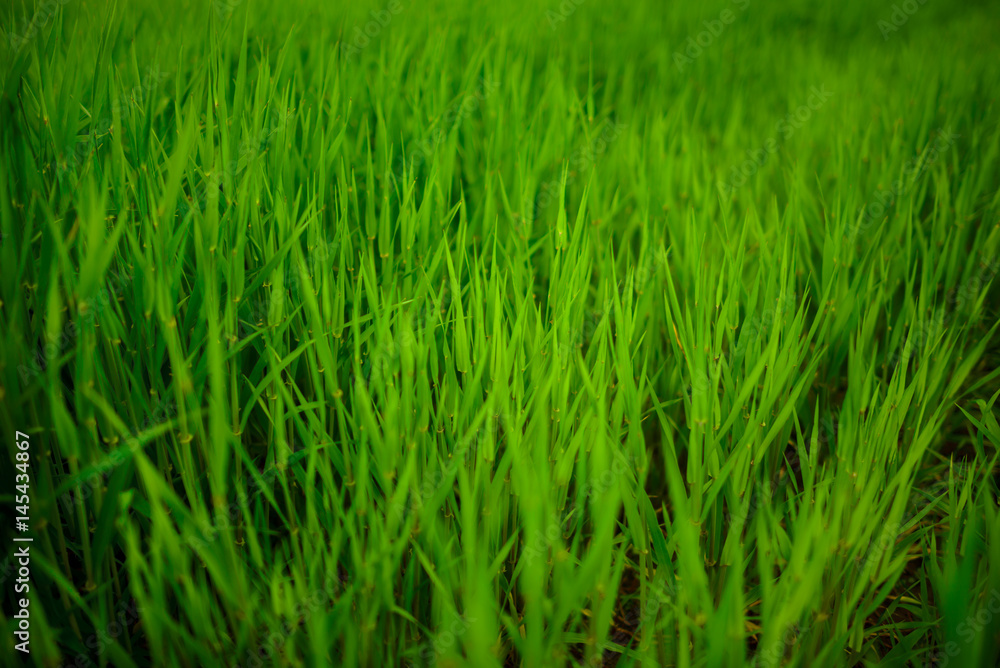 Close up of fresh thick grass with water drops in the early morning Close up of fresh thick grass with water drops in the early morning