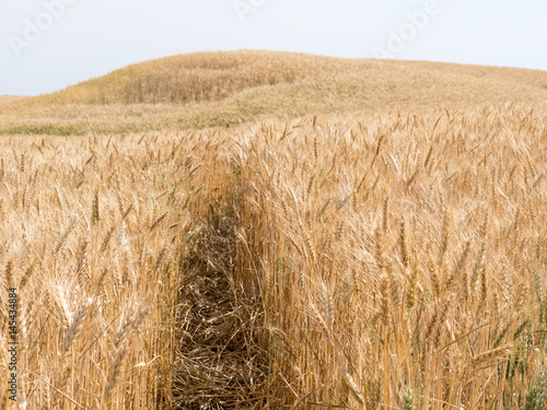 golden wheat field with hill at Bitronot Ruhama Kurkar (Badlands Nature Reserve) in Israel - landscape view photo