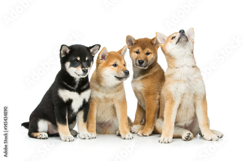 Beautiful shiba inu puppies isolated on white