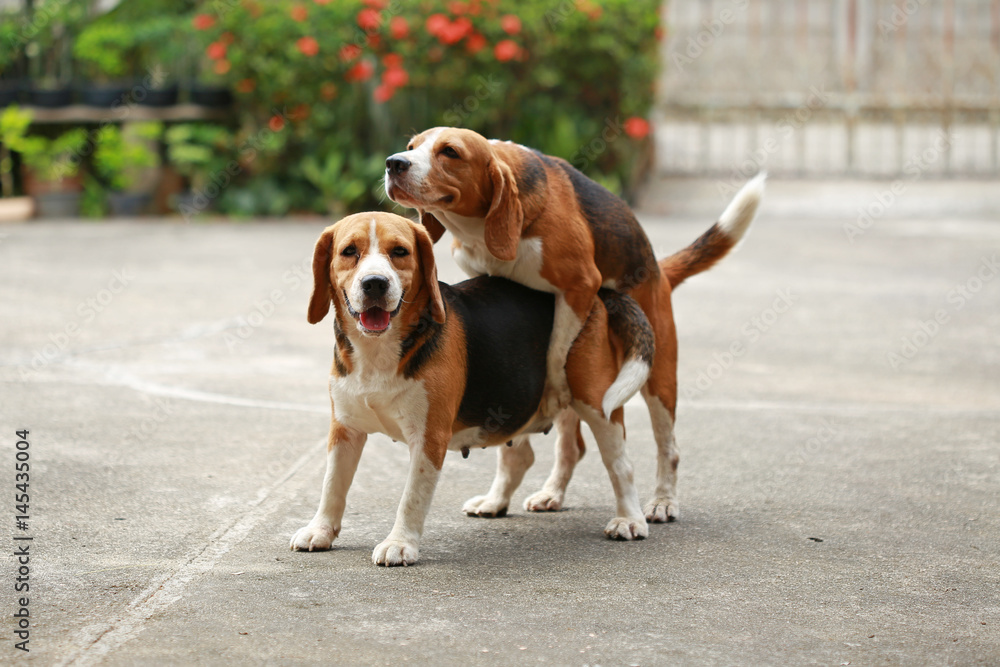 purebred beagle dog are now receptive in mating,
friendship between two beagle dogs, dog breeding purebred beagle dog are now receptive in mating,
friendship between two beagle dogs, dog breeding