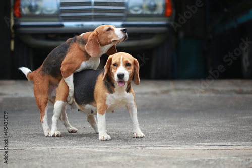 purebred beagle dog are now receptive in mating, friendship between two beagle dogs, dog breeding