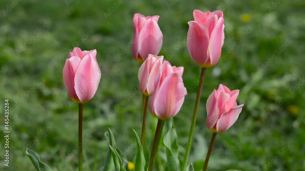 Pink tulips swaying in the wind Pink tulips swaying in the wind