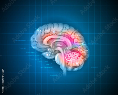 Human brain detailed 3d illustration on a blue radial background