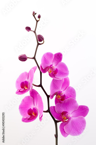 Fototapeta Naklejka Na Ścianę i Meble -  Pink orchid on the white background.