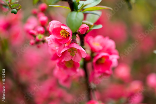 Cherry blossom in spring for background.
