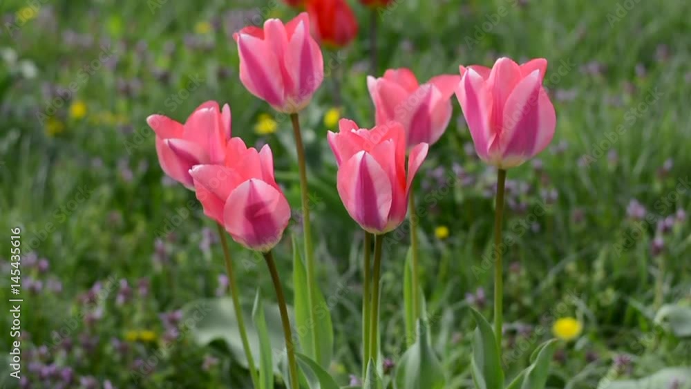 Pink tulips swaying in the wind Pink tulips swaying in the wind