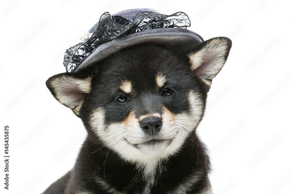Black shiba store inu hat