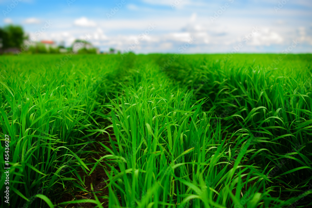 Fototapeta premium Close up of fresh thick grass with water drops in the early morning