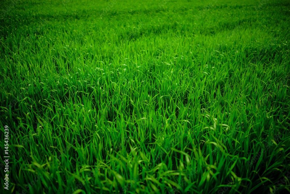 Obraz premium Close up of fresh thick grass with water drops in the early morning