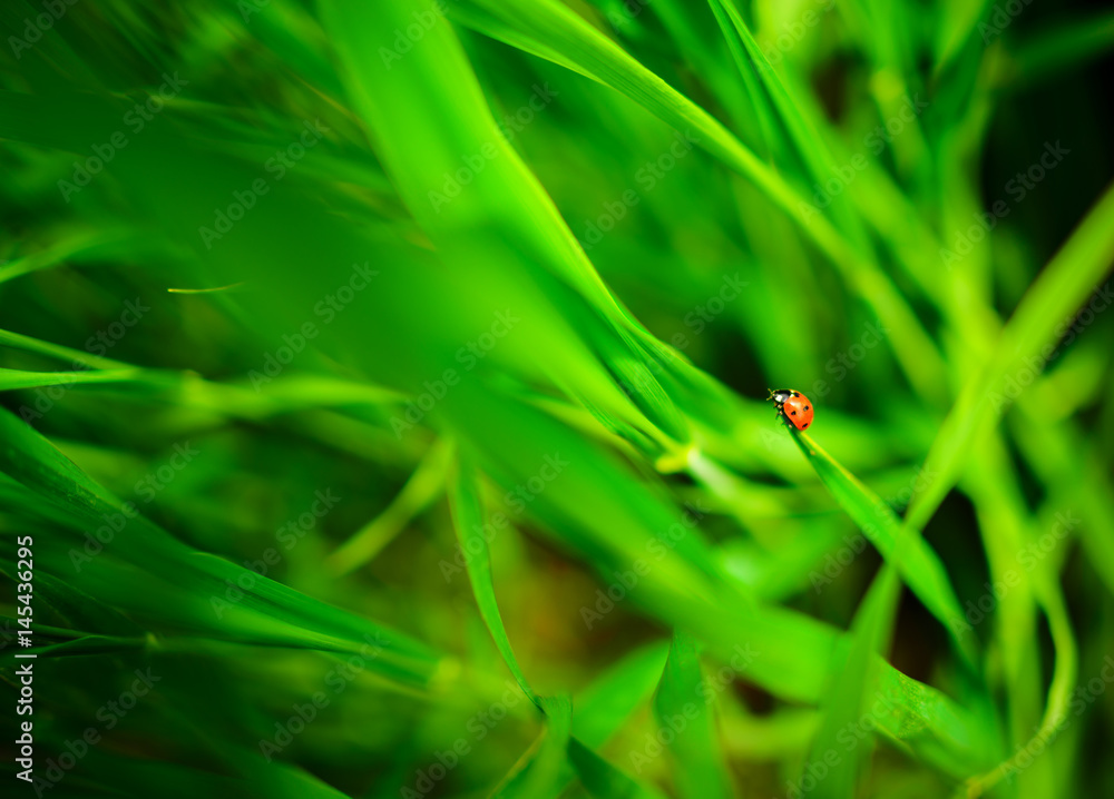 Ladybug sitting on a green leaf, background,conceptually Ladybug sitting on a green leaf, background,conceptually