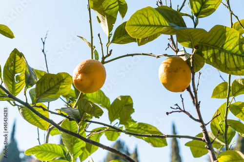 fresh lemons on tree in garden