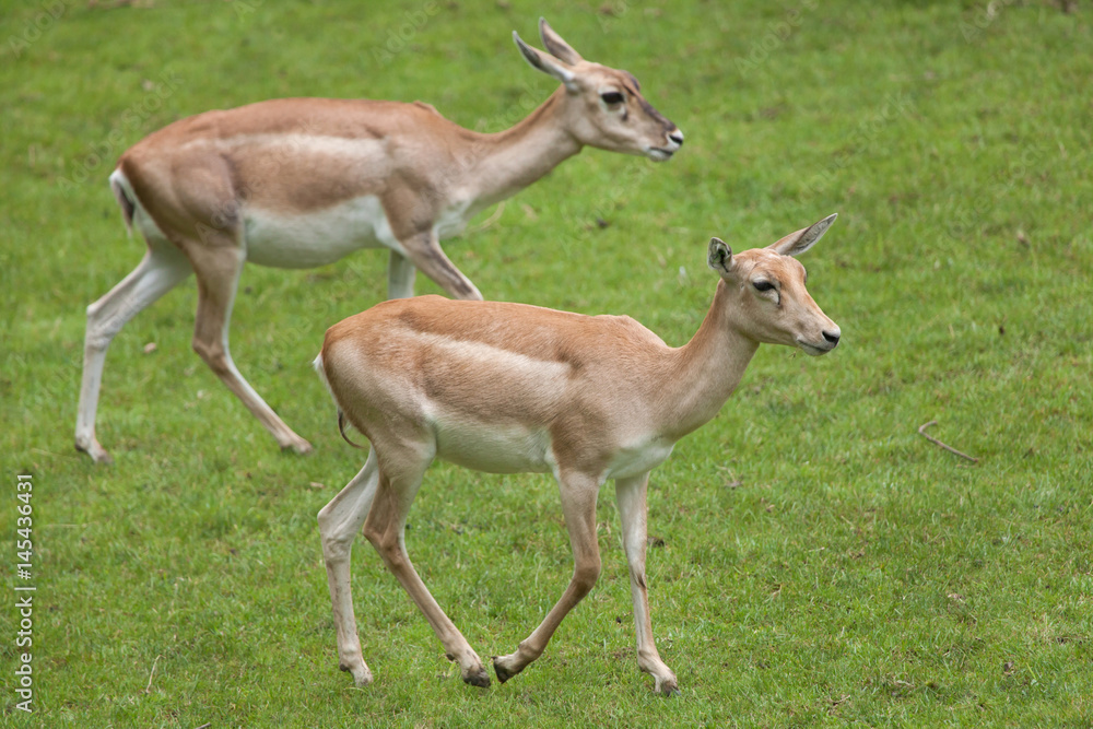 Indian blackbuck (Antilope cervicapra)