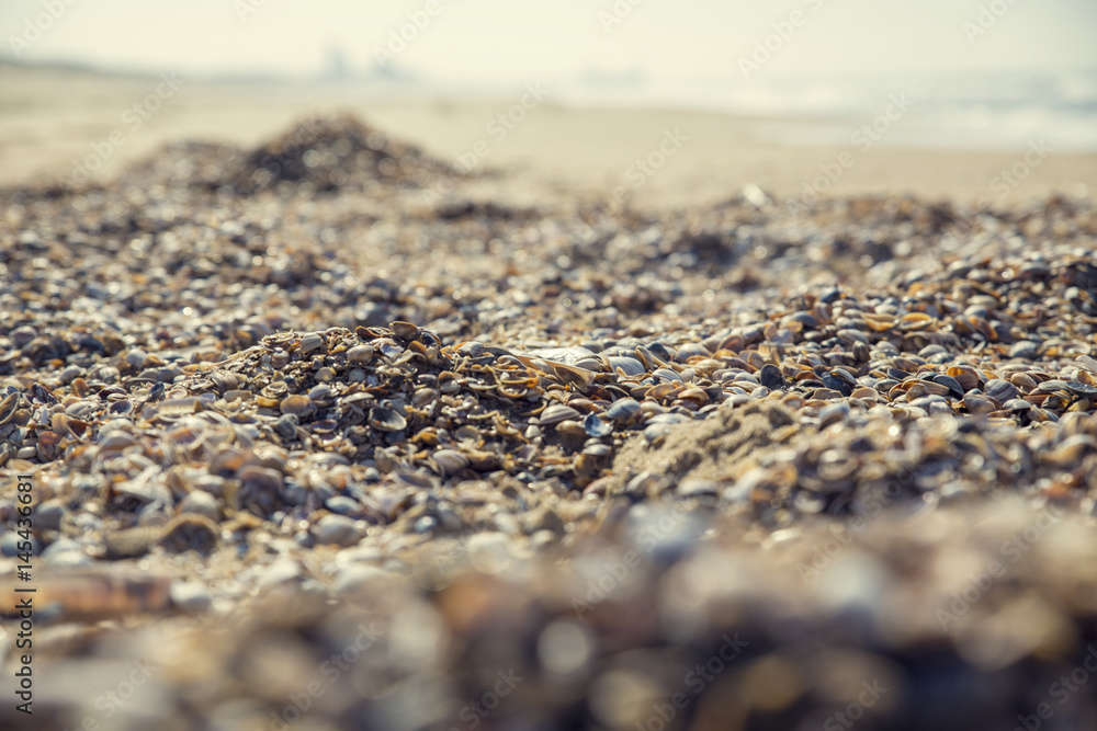 Beautiful colored shells on a beach