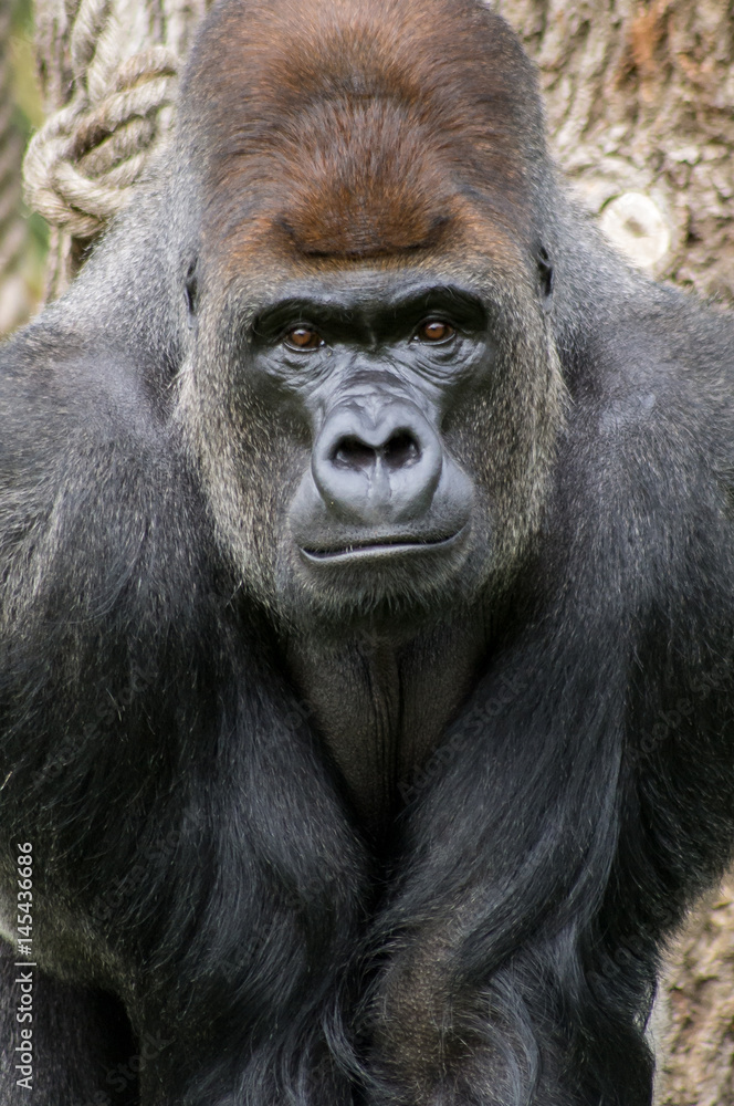Western lowland gorilla at London Zoo. Western lowland gorilla at London Zoo.