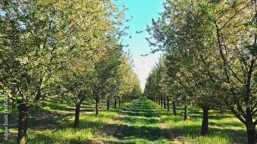 Kirschplantage in Rheihessen photo