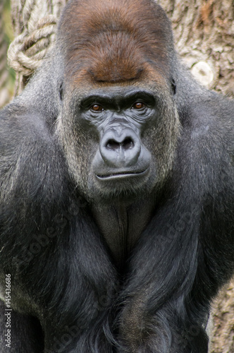 Western lowland gorilla at London Zoo. © Jason Notley