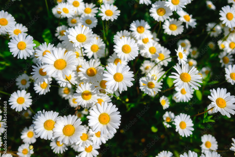Selective focus daisy flowers - wild chamomile. Green grass and chamomiles in the nature Selective focus daisy flowers - wild chamomile. Green grass and chamomiles in the nature
