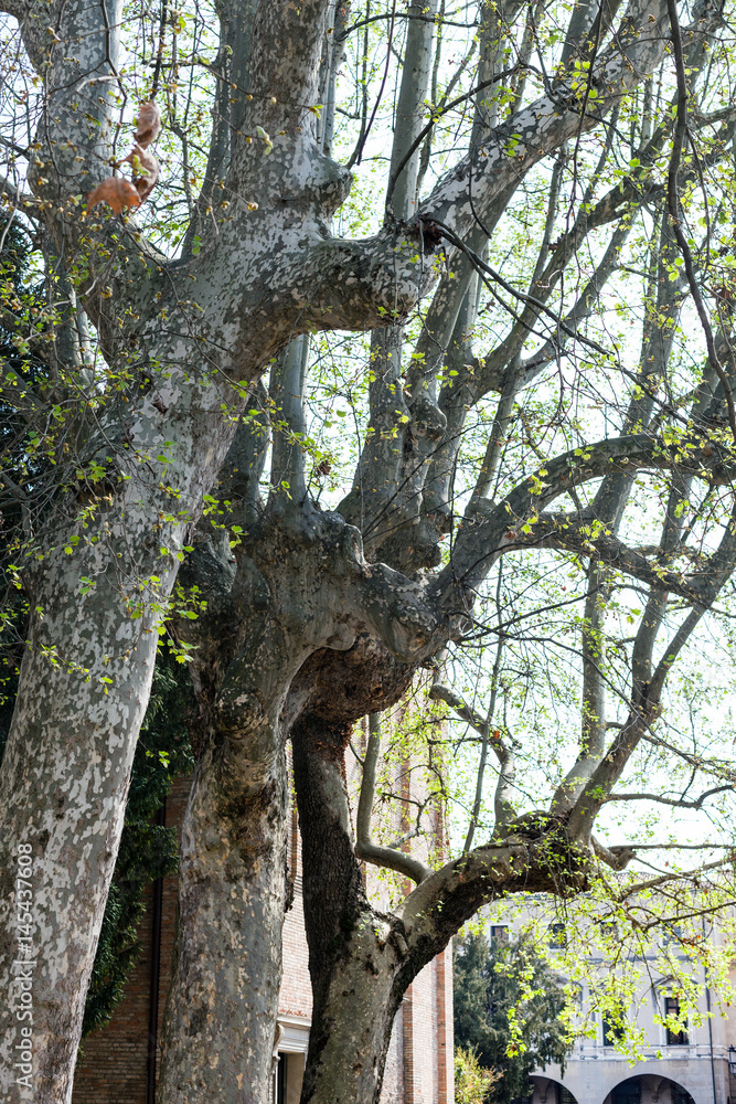 sycamore trees in Giardini dell'Arena in Padua