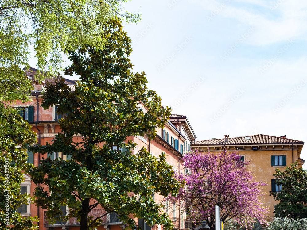 urban trees in Verona city in spring