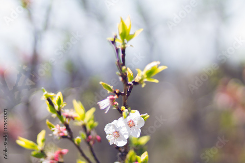 Apricot flowers on a branch.
