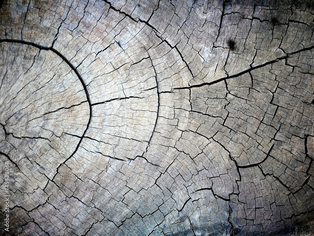 Fototapeta premium Closed up of old weathered tree trunk texture background