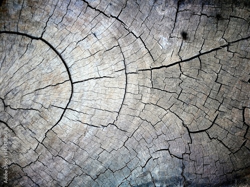 Closed up of old weathered tree trunk texture background