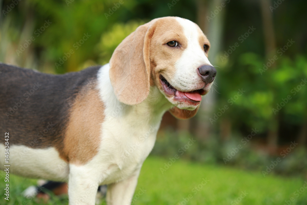 strong purebred beagle dog in action, strong male silver tri color beagle dog strong purebred beagle dog in action, strong male silver tri color beagle dog