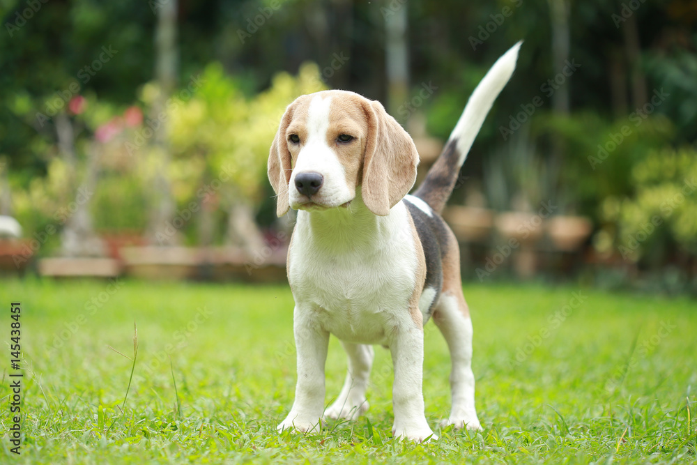 strong purebred beagle dog in action, strong male silver tri color beagle dog 