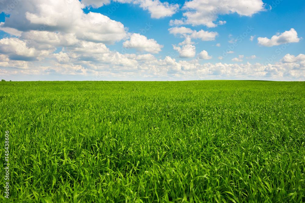 Green grass and blue sky with white clouds Green grass and blue sky with white clouds