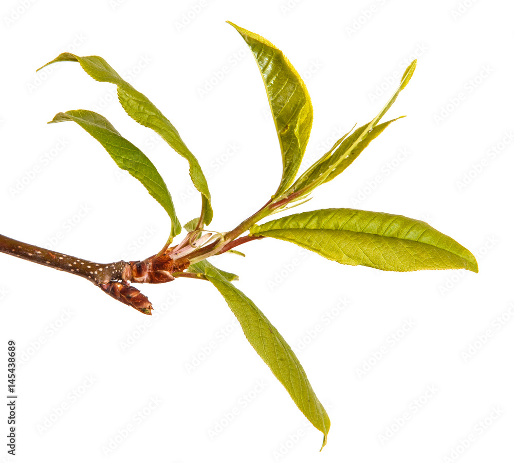 Little green leaves on a bird cherry branch. Isolated on white background Little green leaves on a bird cherry branch. Isolated on white background