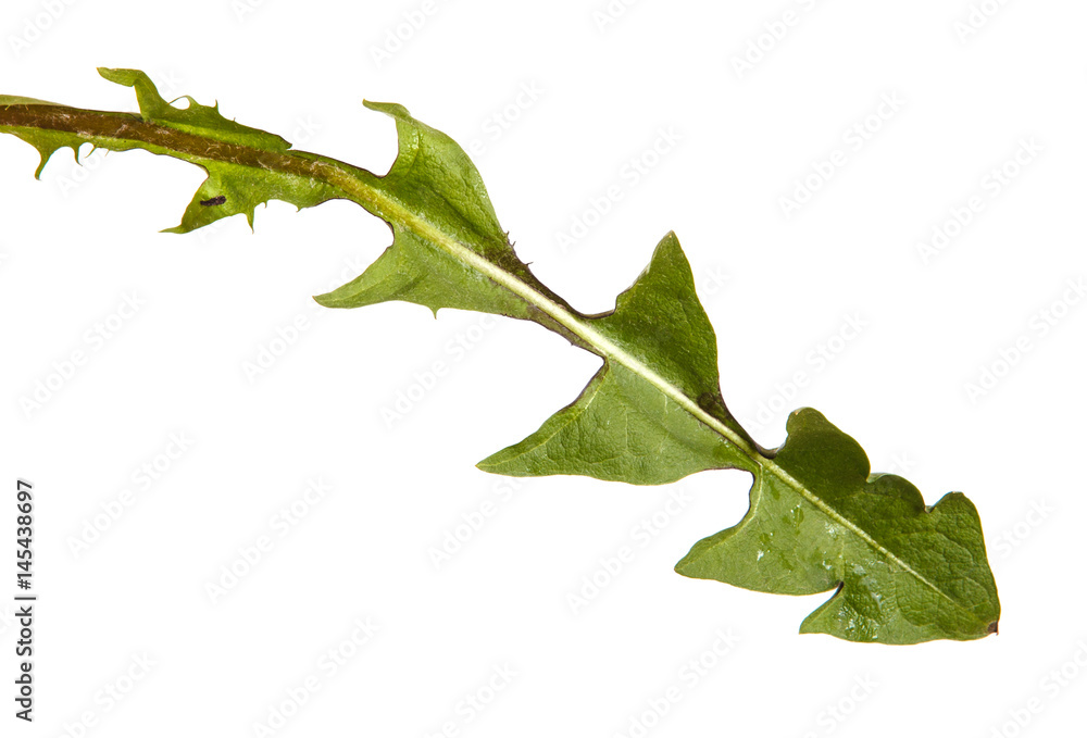 Green dandelion leaves. Isolated on white background Green dandelion leaves. Isolated on white background