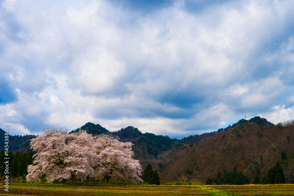 Fototapeta premium 黒岩の夫婦桜
