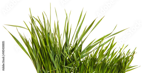 A bunch of green grass. Isolated on white background